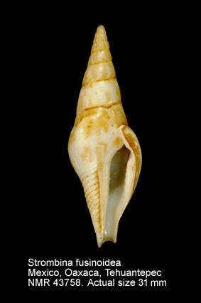 Strombina fusinoidea.jpg - Strombina fusinoideaDall,1916